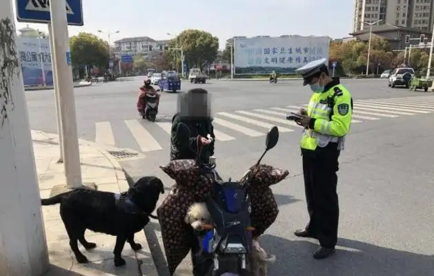 In order to lose weight to pet dogs, women make dogs pull electric cars
