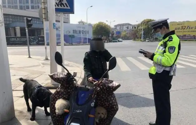 In order to lose weight to pet dogs, women make dogs pull electric cars