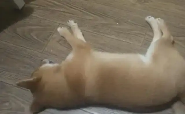 He bought a bed at the price of a firewood dog. He slept for days