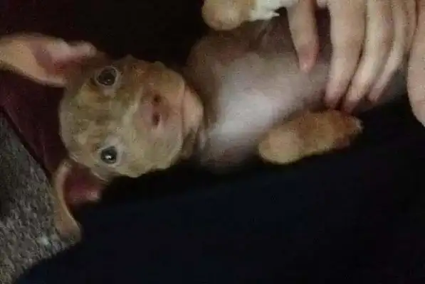 The baby dog was abandoned only two months old, and the smile of the dog saved was so curable