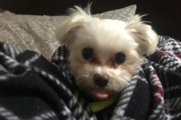 The dog was abandoned with anxiety, fell in love with clothes and warmed the owner to make his own closet