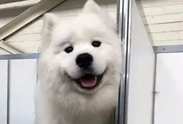 The hostess raised five dogs, and at dinner it turned into six