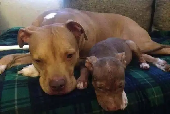 The baby dog was abandoned only two months old, and the smile of the dog saved was so curable