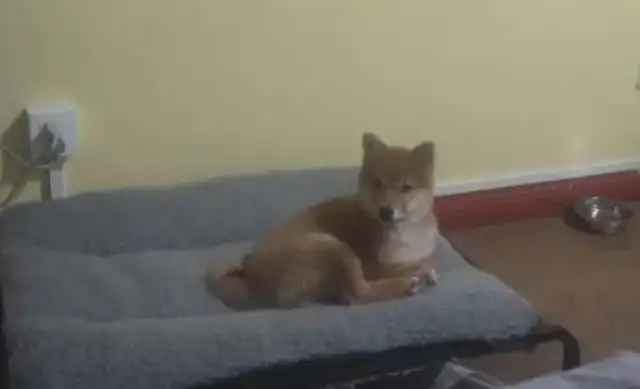 He bought a bed at the price of a firewood dog. He slept for days