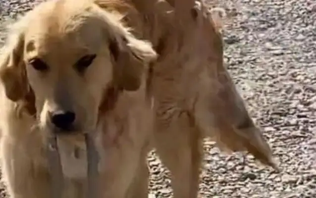 Blondie comes home twice to make a gift to his master