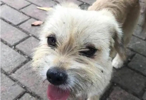 Dogs come in the rain every day, and the girl suddenly gets hurt and listens to the security guard