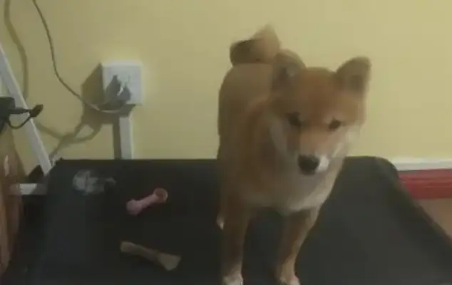 He bought a bed at the price of a firewood dog. He slept for days