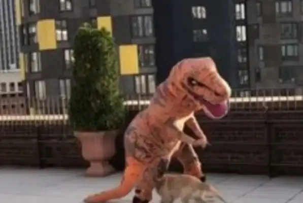 Little golden hounds ran into the camera, and the master was ruined in Jurassic Park