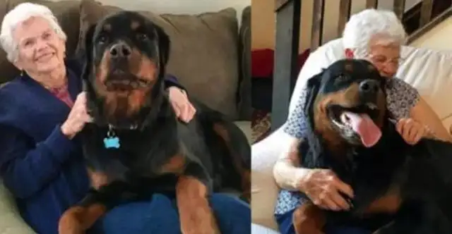 It's as if the dog has a magic power that makes people laugh and warm
