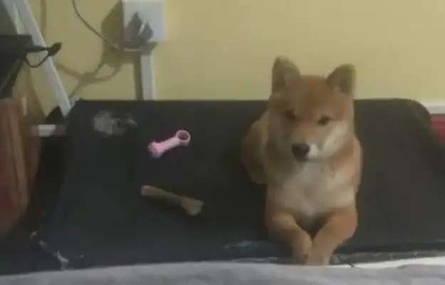He bought a bed at the price of a firewood dog. He slept for days