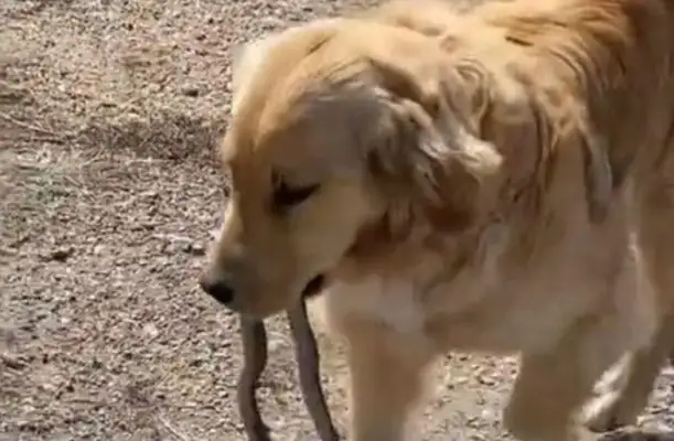 Blondie comes home twice to make a gift to his master