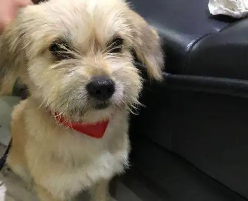 Dogs come in the rain every day, and the girl suddenly gets hurt and listens to the security guard