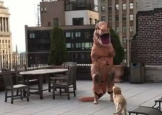 Little golden hounds ran into the camera, and the master was ruined in Jurassic Park