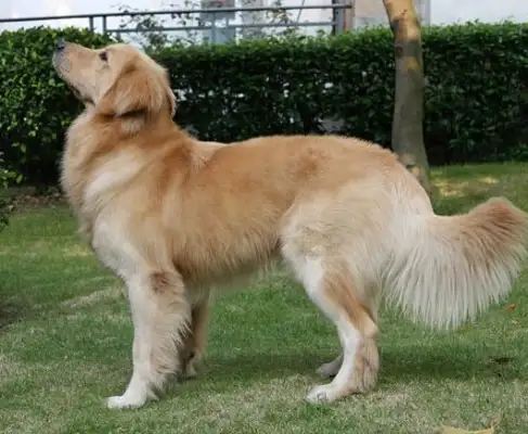 In the middle of the night, when the gas leaked, the dog woke the master to save the family's life