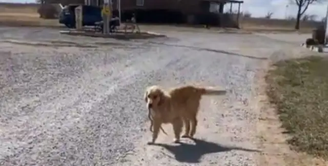 Blondie comes home twice to make a gift to his master