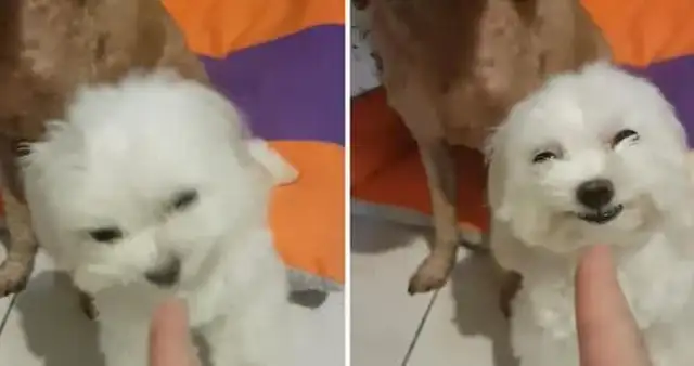 The dog's gonna get beat up and start kissing the owner's ass right now