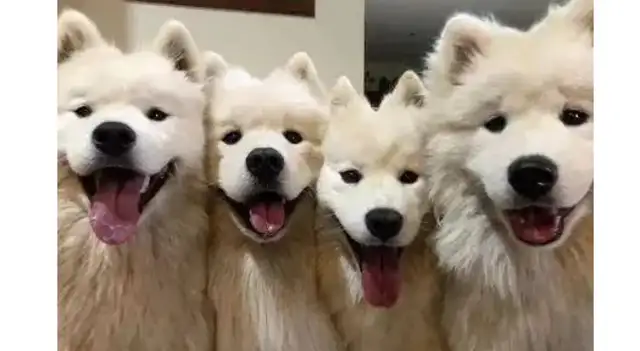 The hostess raised five dogs, and at dinner it turned into six