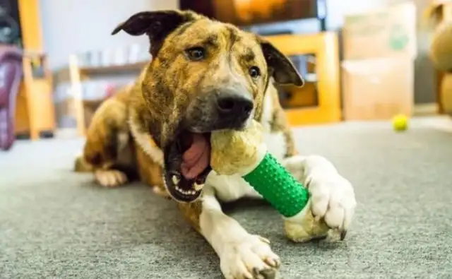 A treatment dog in a hospital always gives patients the power to heal