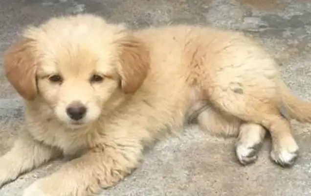 Three days later I got a look at the dog