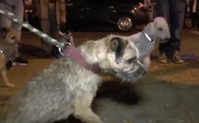 New York dogs don't care. They catch rats every week