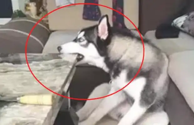 Two-hundred-hundred bit the table in the house. The owner changed a natural marble to make him suspect the dog