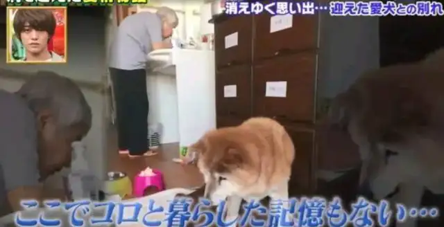 Three days later I got a look at the dog
