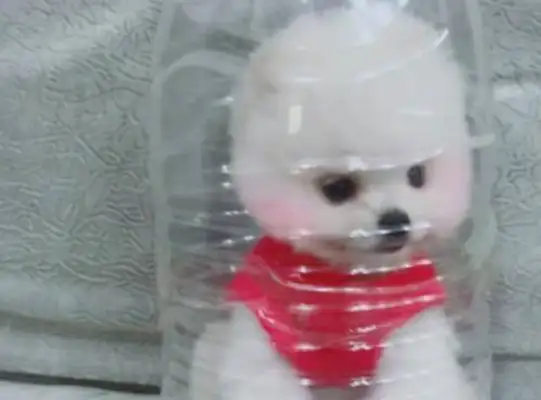 The pretty girl bottled the dog, and the netizens scolded him