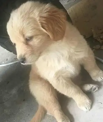 Three days later I got a look at the dog