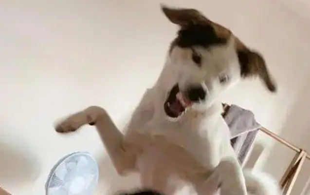 It's hard being dragged by the master to film the family's fortunes. The dog's eyes are turned to the back of his head