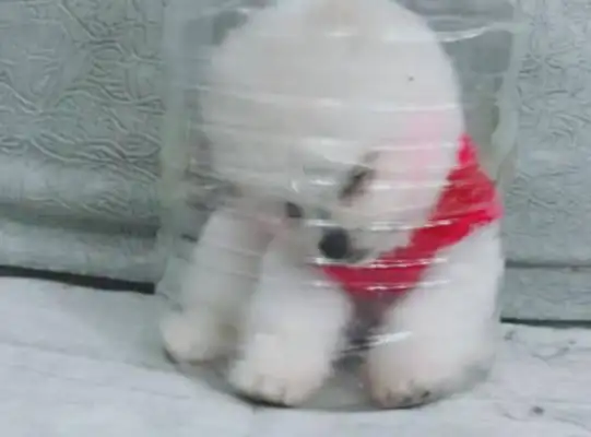 The pretty girl bottled the dog, and the netizens scolded him