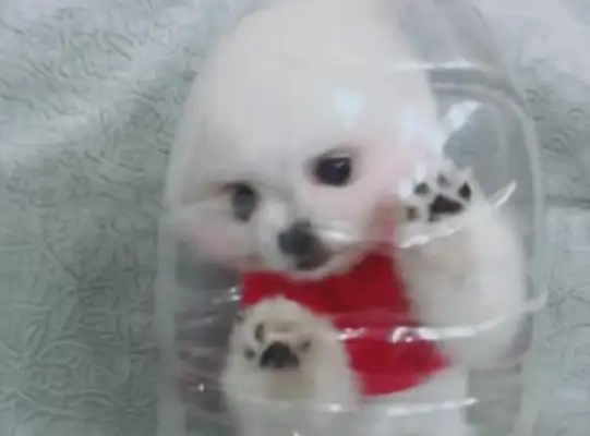 The pretty girl bottled the dog, and the netizens scolded him