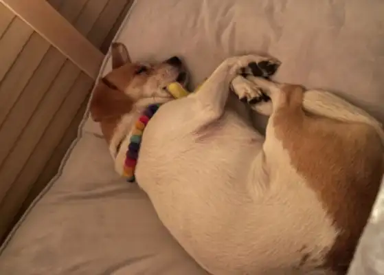 You won't sleep in a good dog's nest. You're coming with these horns