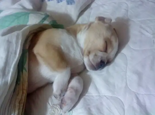 In the middle of the night, when the gas leaked, the dog woke the master to save the family's life