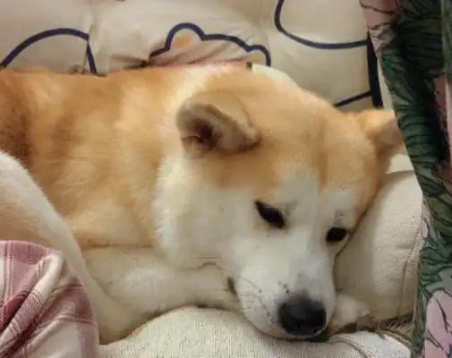 You won't sleep in a good dog's nest. You're coming with these horns