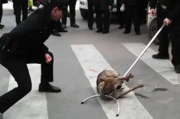 The stray dog was too daring, 20 people were bitten in a street, and the police came out to get rid of the stray dog