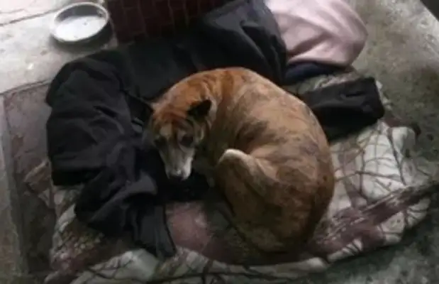 A loyal dog has been abandoned for four years. He has never left his place