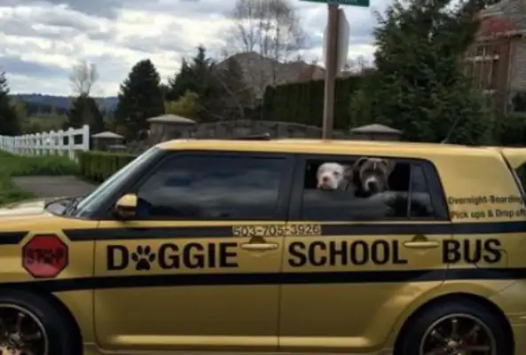 Cute old man drives a school bus for the dogs, takes them to school every day, and the dogs become so active