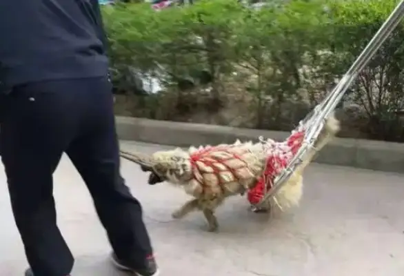 The stray dog was too daring, 20 people were bitten in a street, and the police came out to get rid of the stray dog
