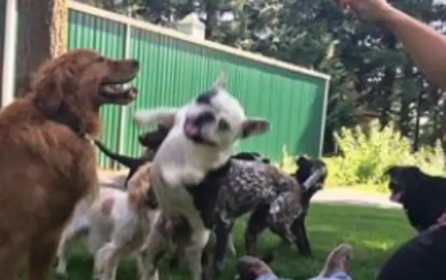Cute old man drives a school bus for the dogs, takes them to school every day, and the dogs become so active
