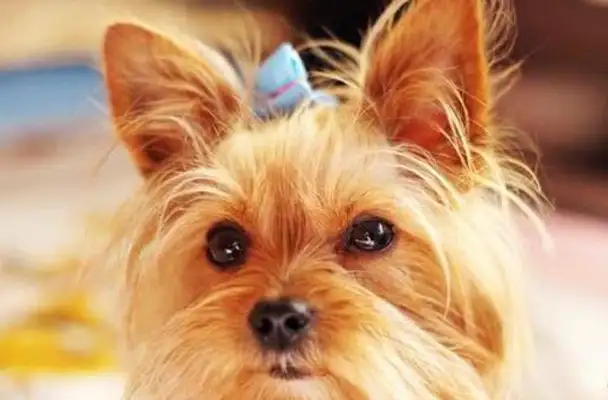 A Yorkshire dog from the Inglés was sentenced to death! The reason behind this is amazing