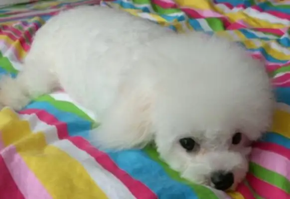 In the middle of the night, when the gas leaked, the dog woke the master to save the family's life