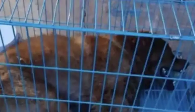 The dog Siri flew home by air, while his owner received the dog body at the ground bus。