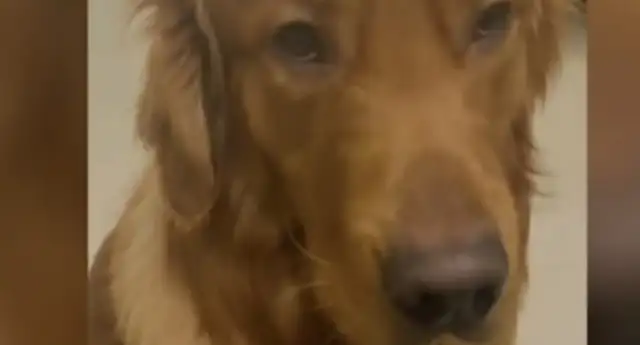 The dog Siri flew home by air, while his owner received the dog body at the ground bus。