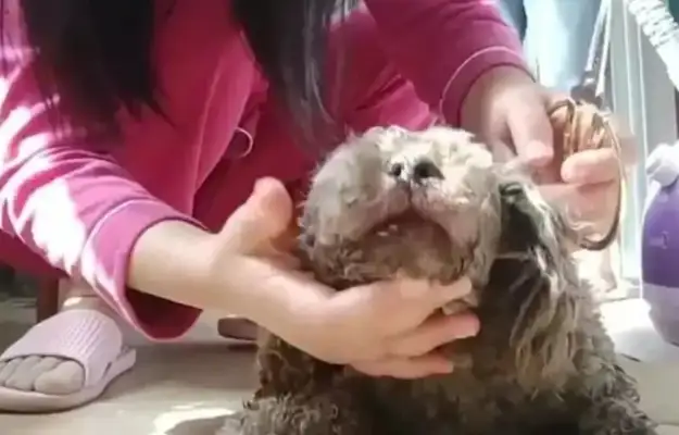 Jiangsu's girl found the dog tied to her mouth and scolded her