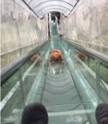 Take the dog to the glass slide, there's an accident, Netter: Your dog's gone