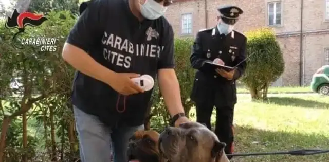 He cut his ear and pulled his fingernails