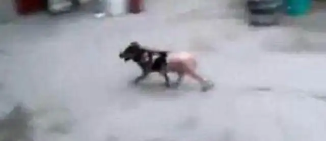 Men boiled and cooked live dogs