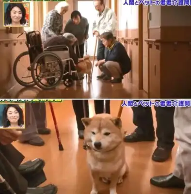 Dogs and masters have changed to Alzheimer's