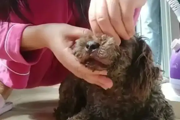 Jiangsu's girl found the dog tied to her mouth and scolded her