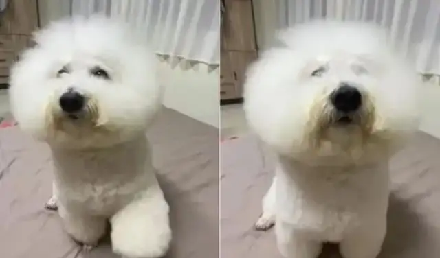 Who's the owner and who's the pet